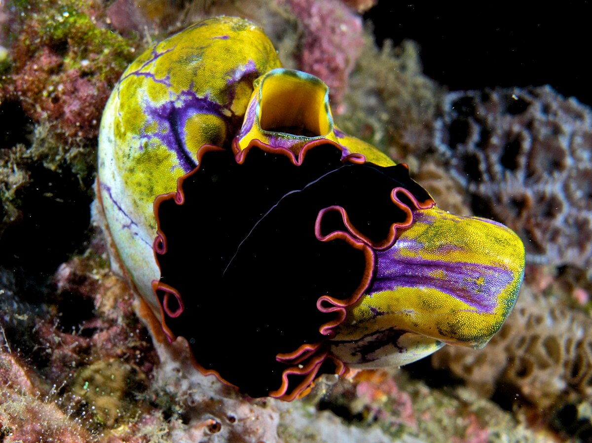 Pseudobiceros
