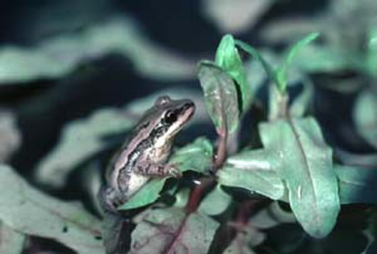 Pseudacris feriarum
