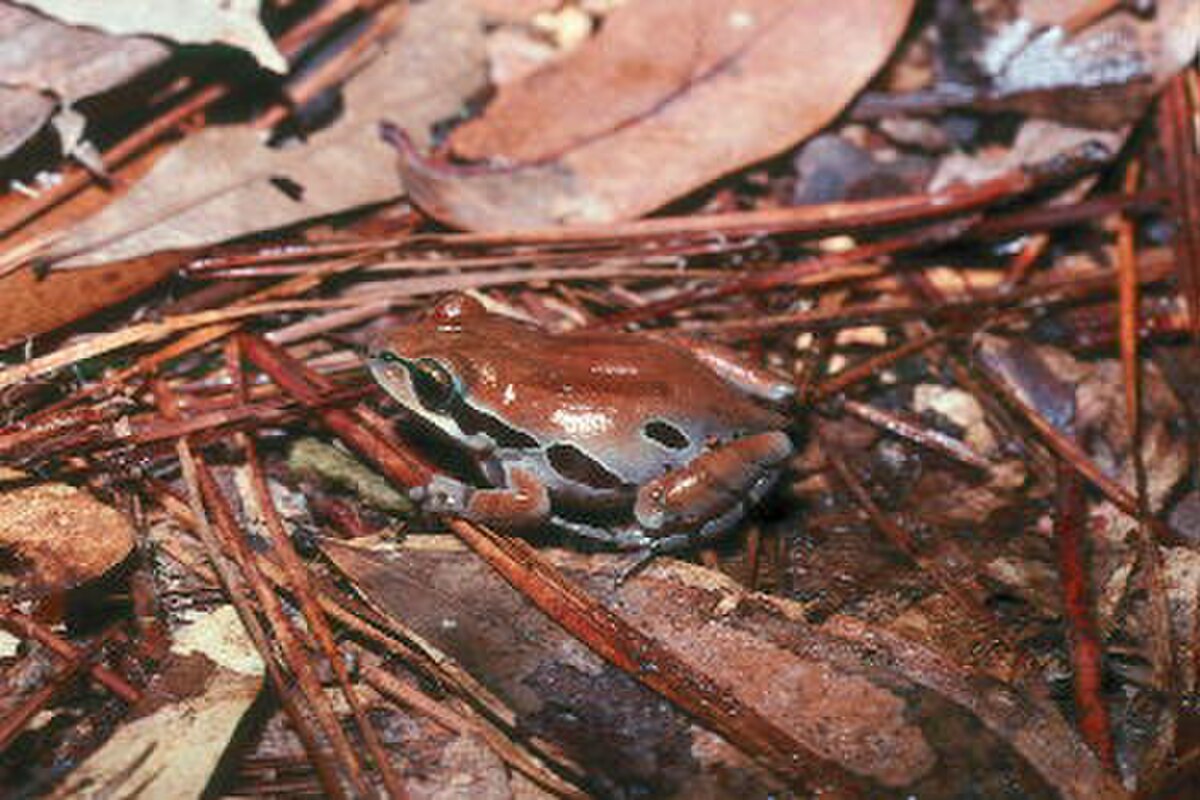 Pseudacris ornata
