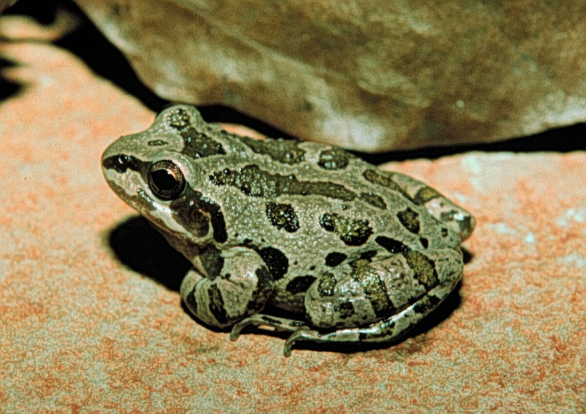 Pseudacris illinoensis
