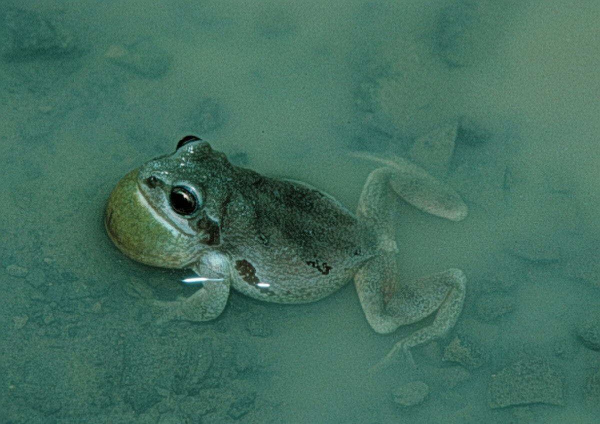 Pseudacris streckeri