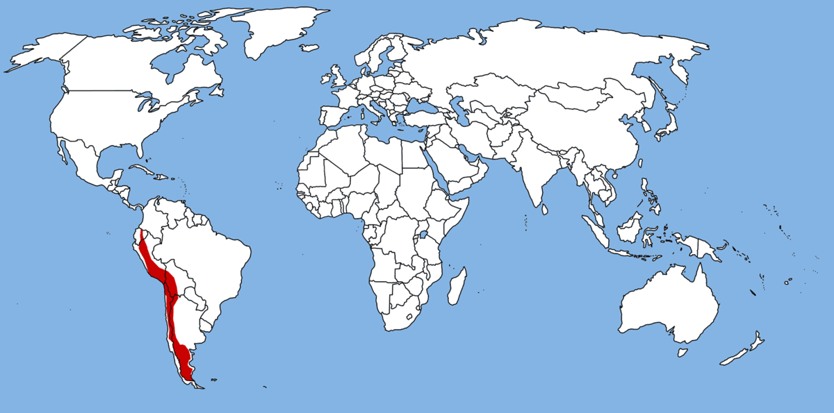 Pseudalopex culpaeus map.png