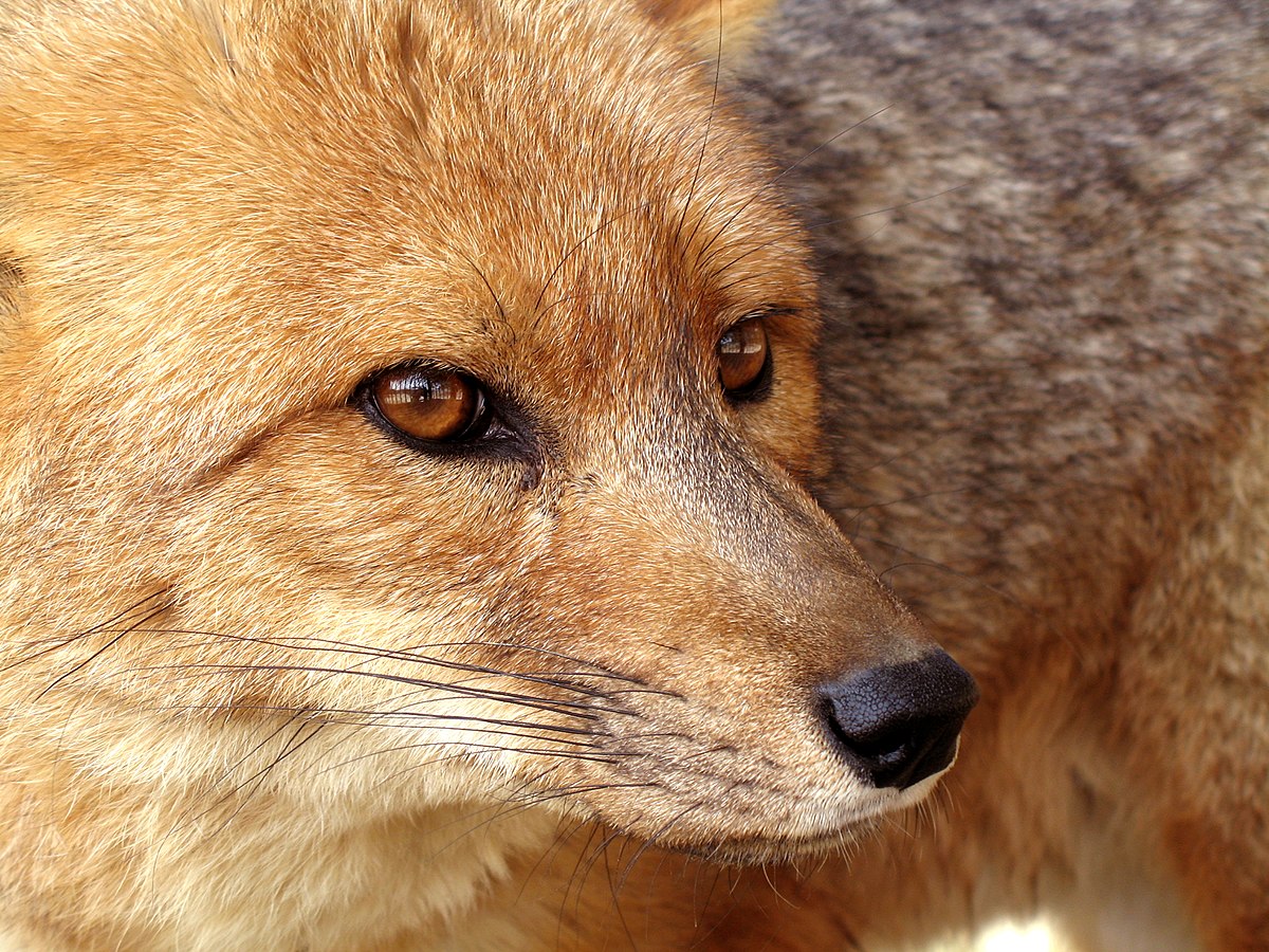 Renard de Magellan