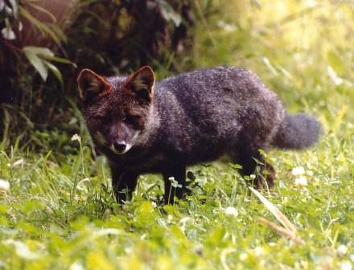 Renard de Darwin
