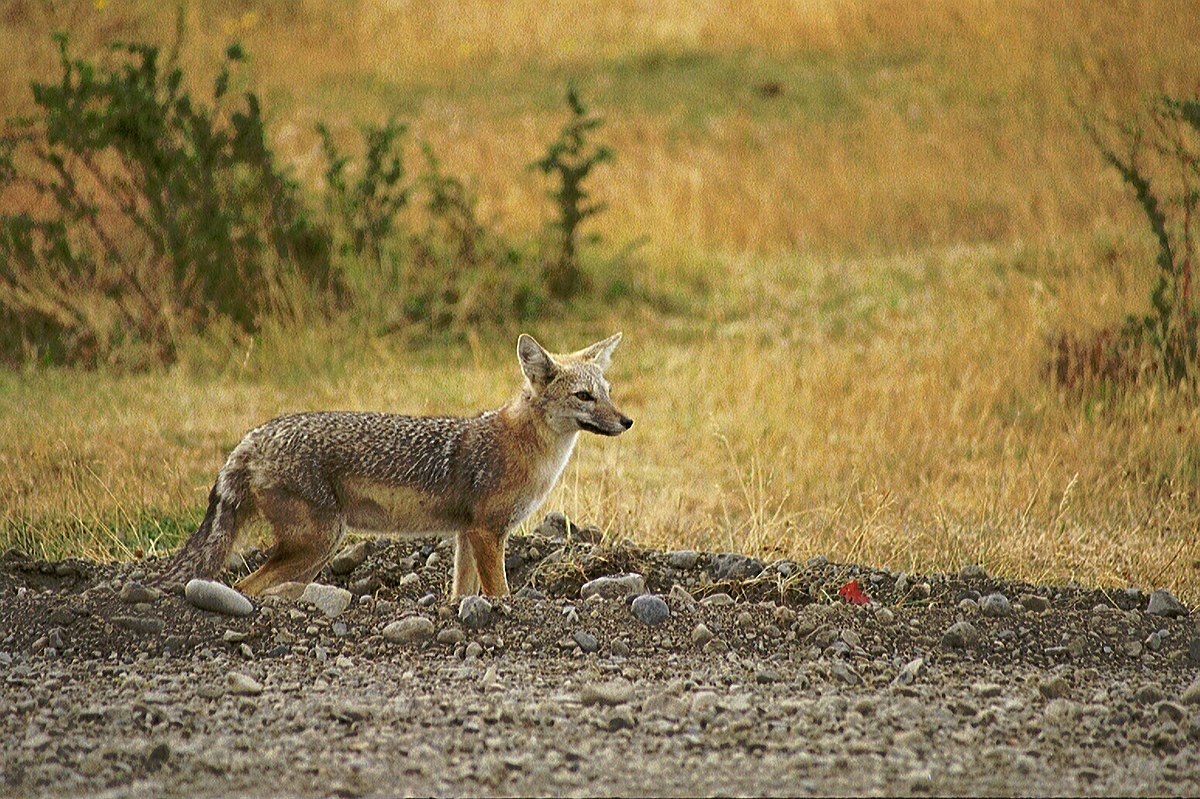 Renard gris d'Argentine