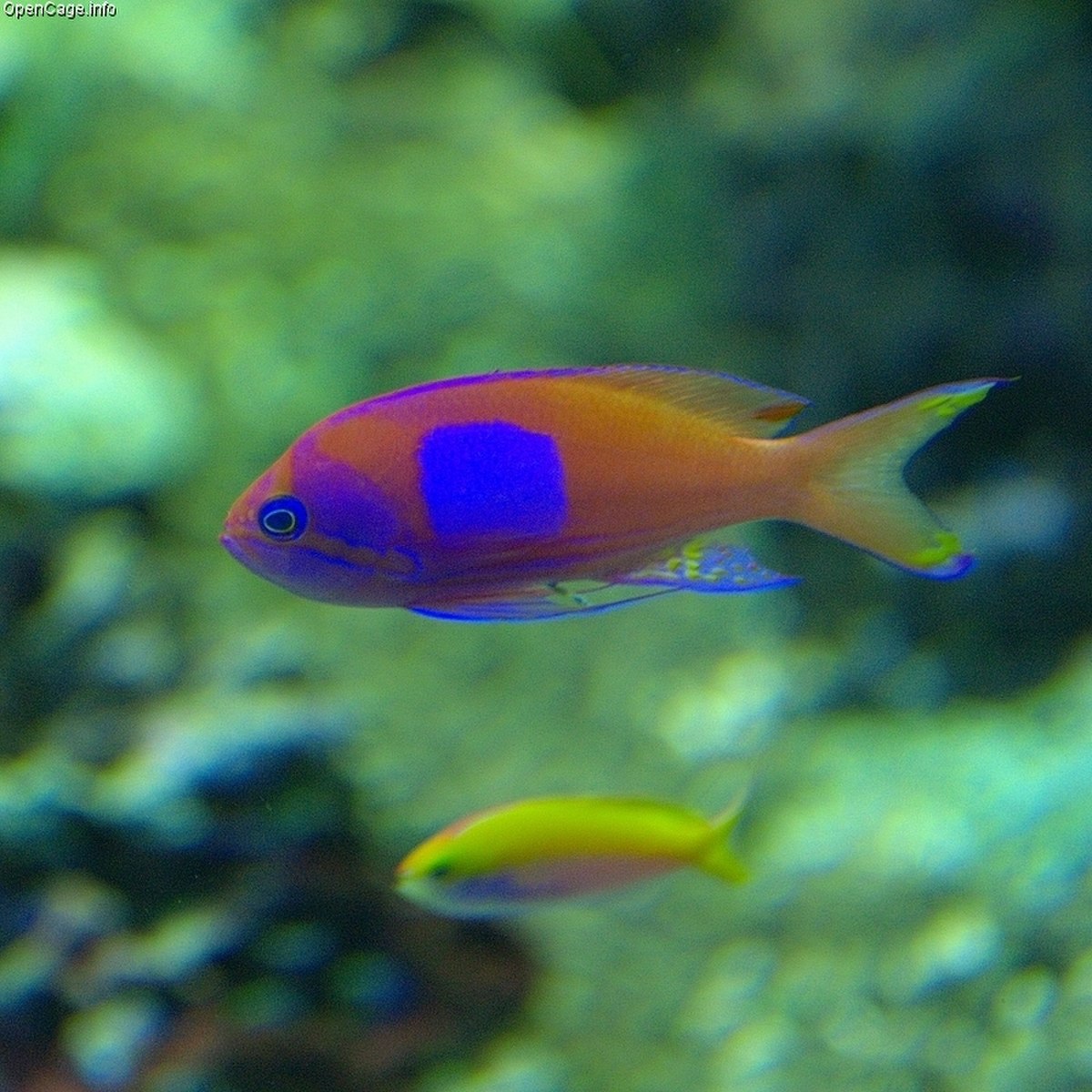 Anthiinae