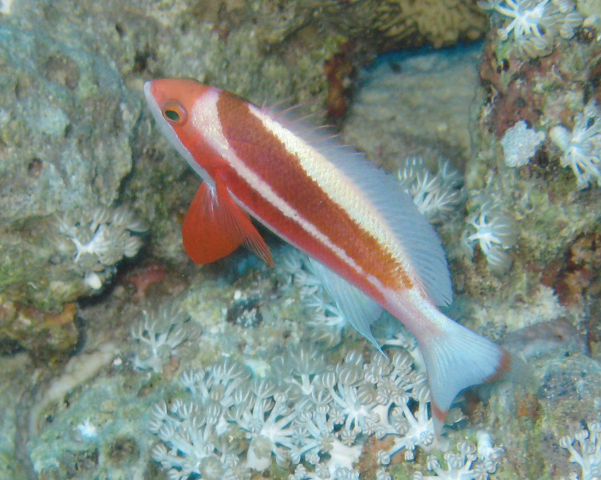 Pseudanthias taeniatus