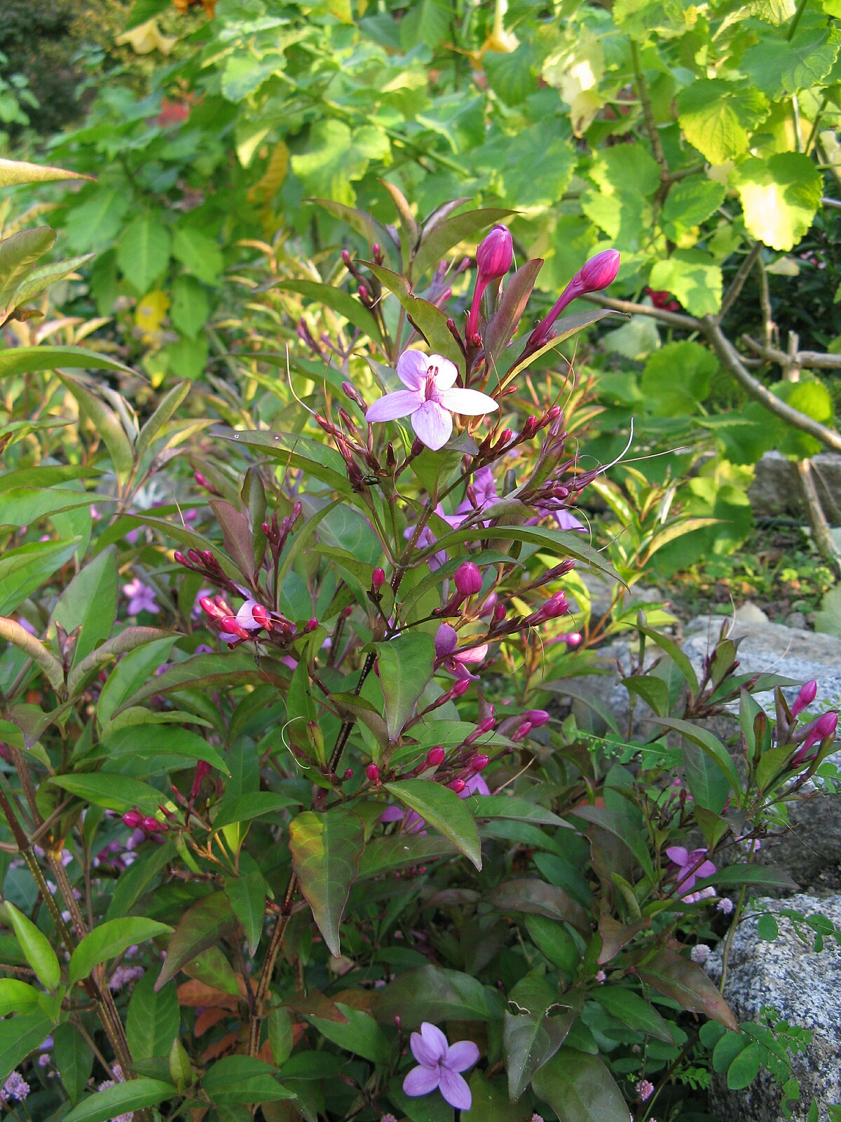 Pseuderanthemum