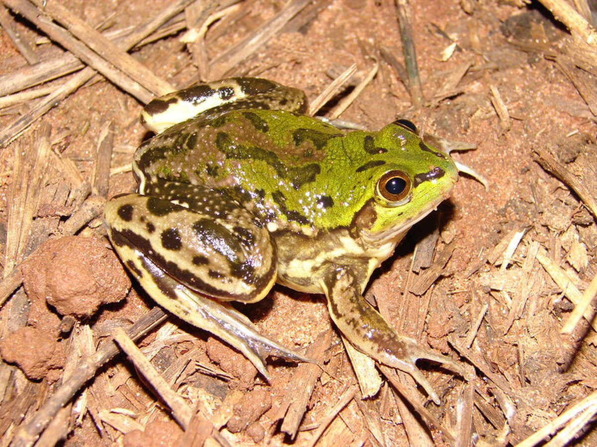 Pseudis