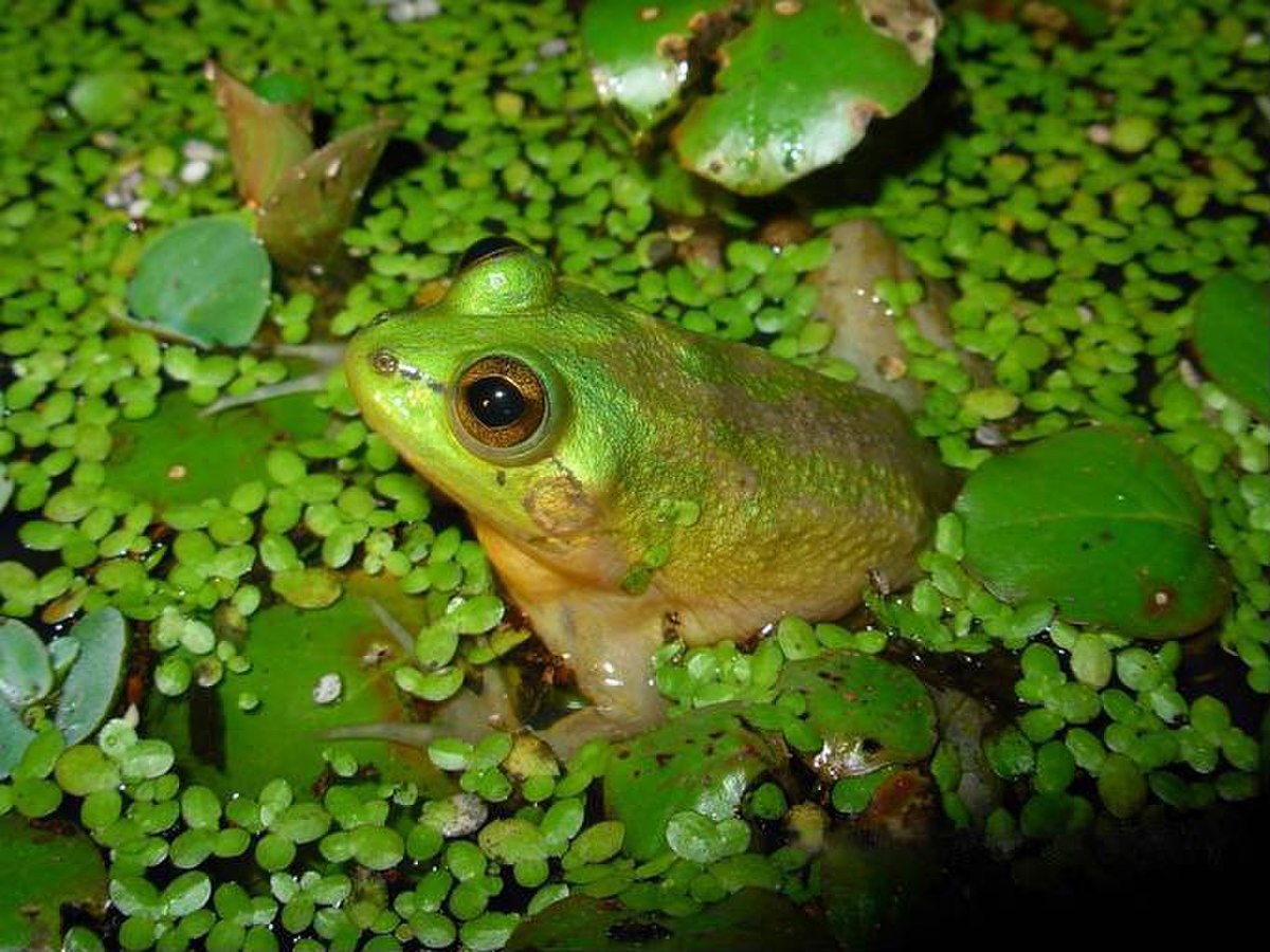 Pseudis paradoxa