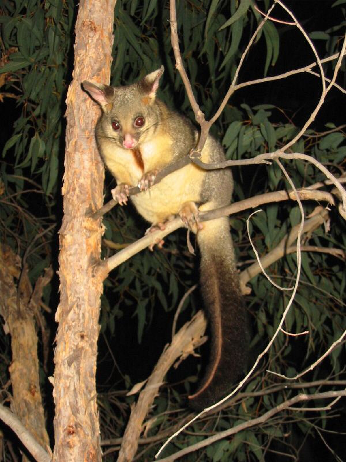 Possum à queue en anneau