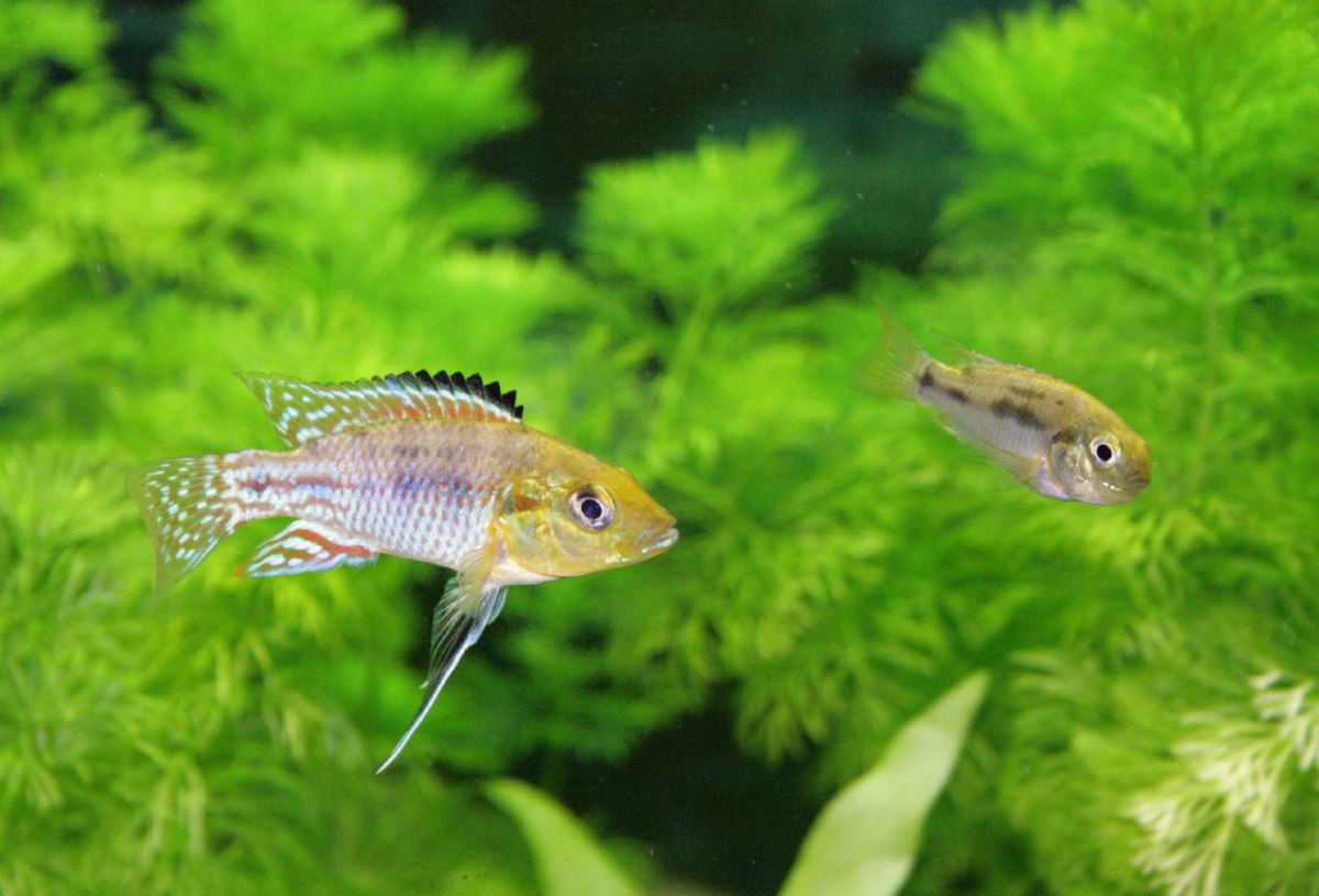 Pseudocrenilabrinae