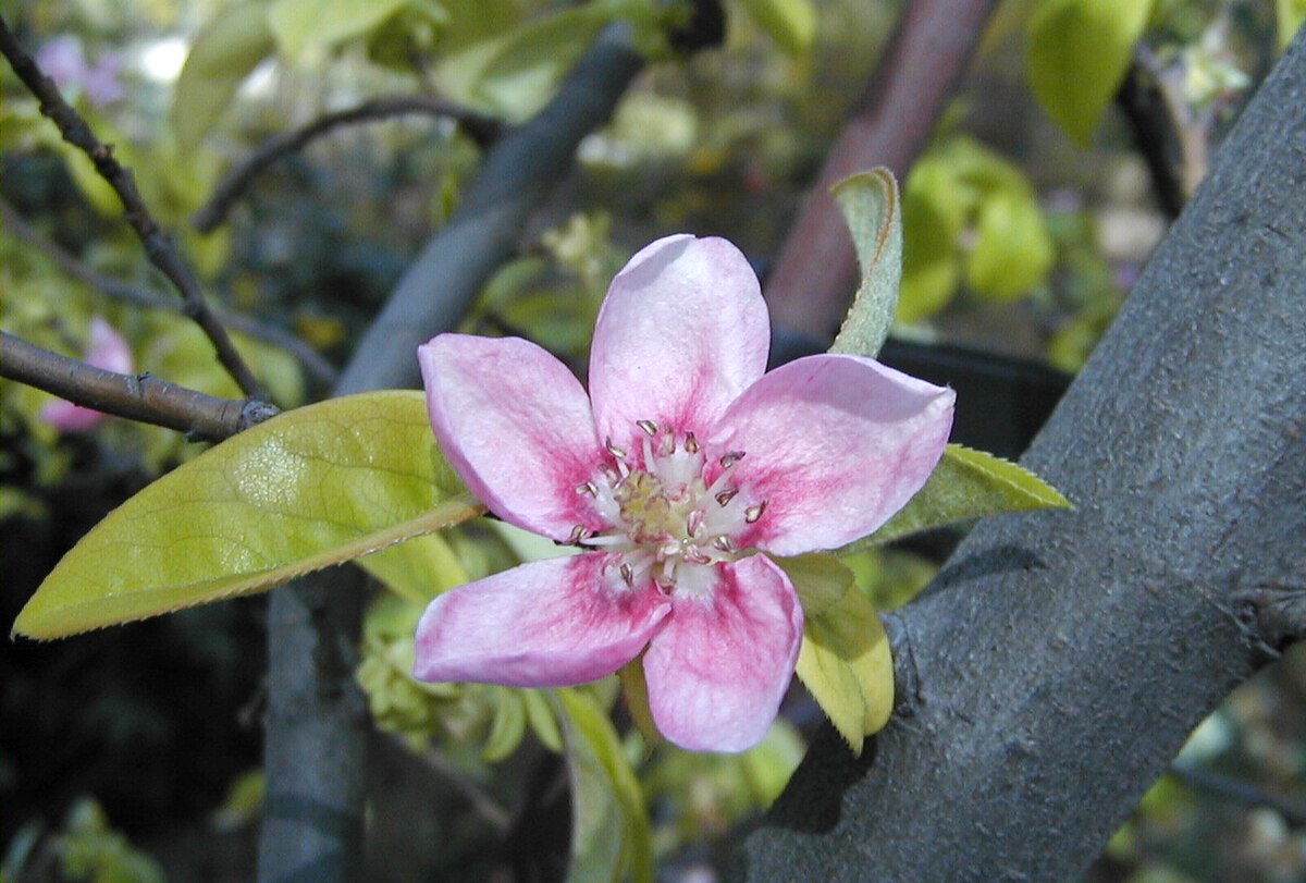 Fleur