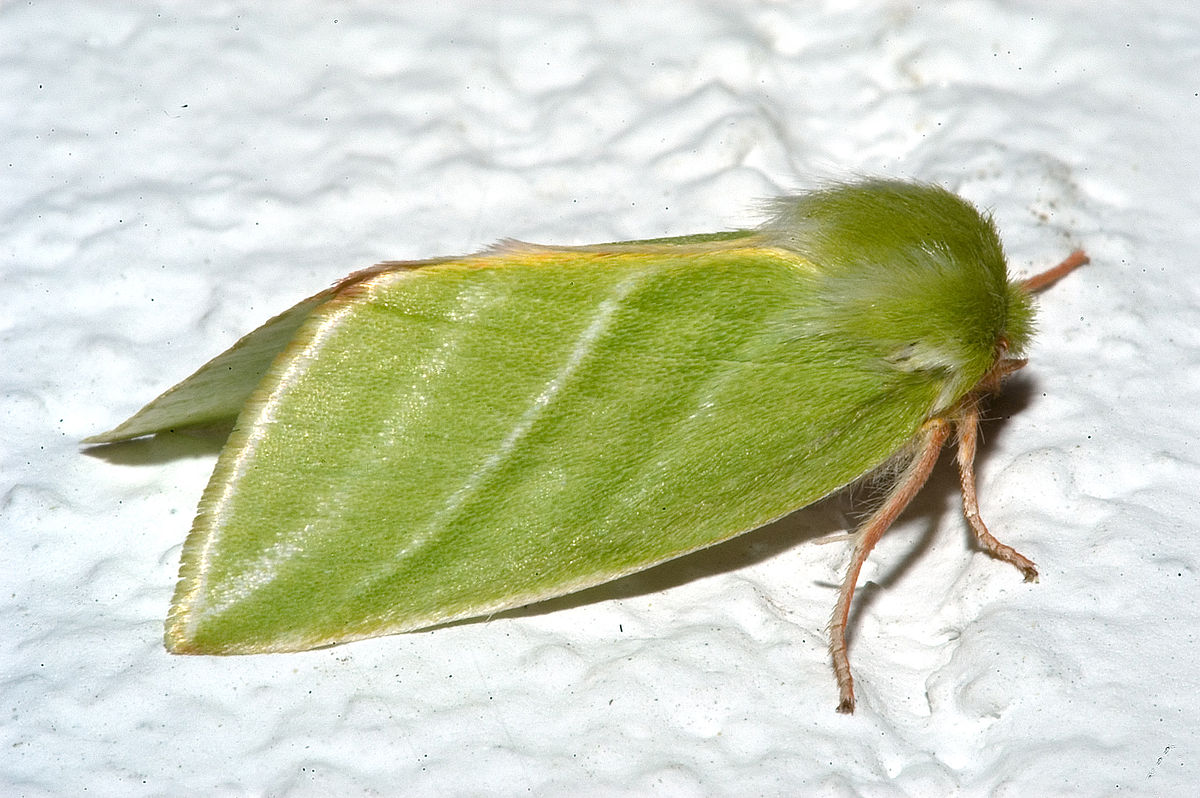 Nolidae
