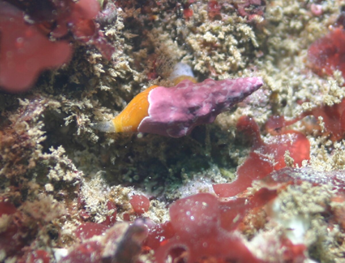 Turridae