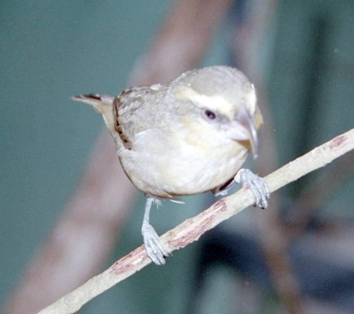 Drepanidinae