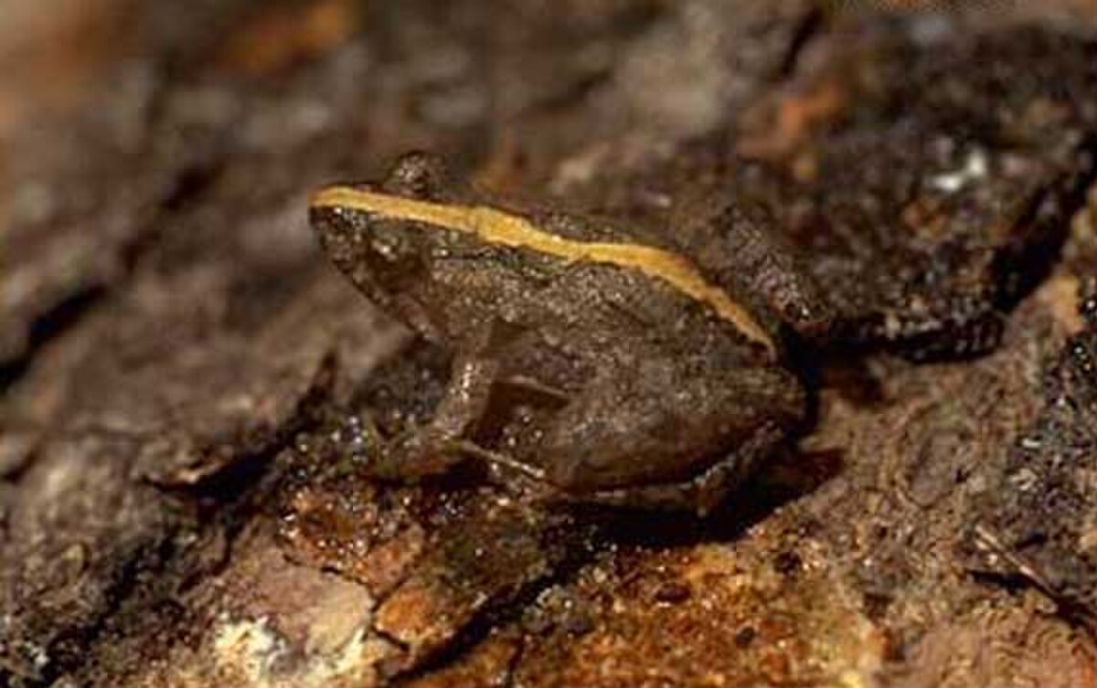 Pseudopaludicola