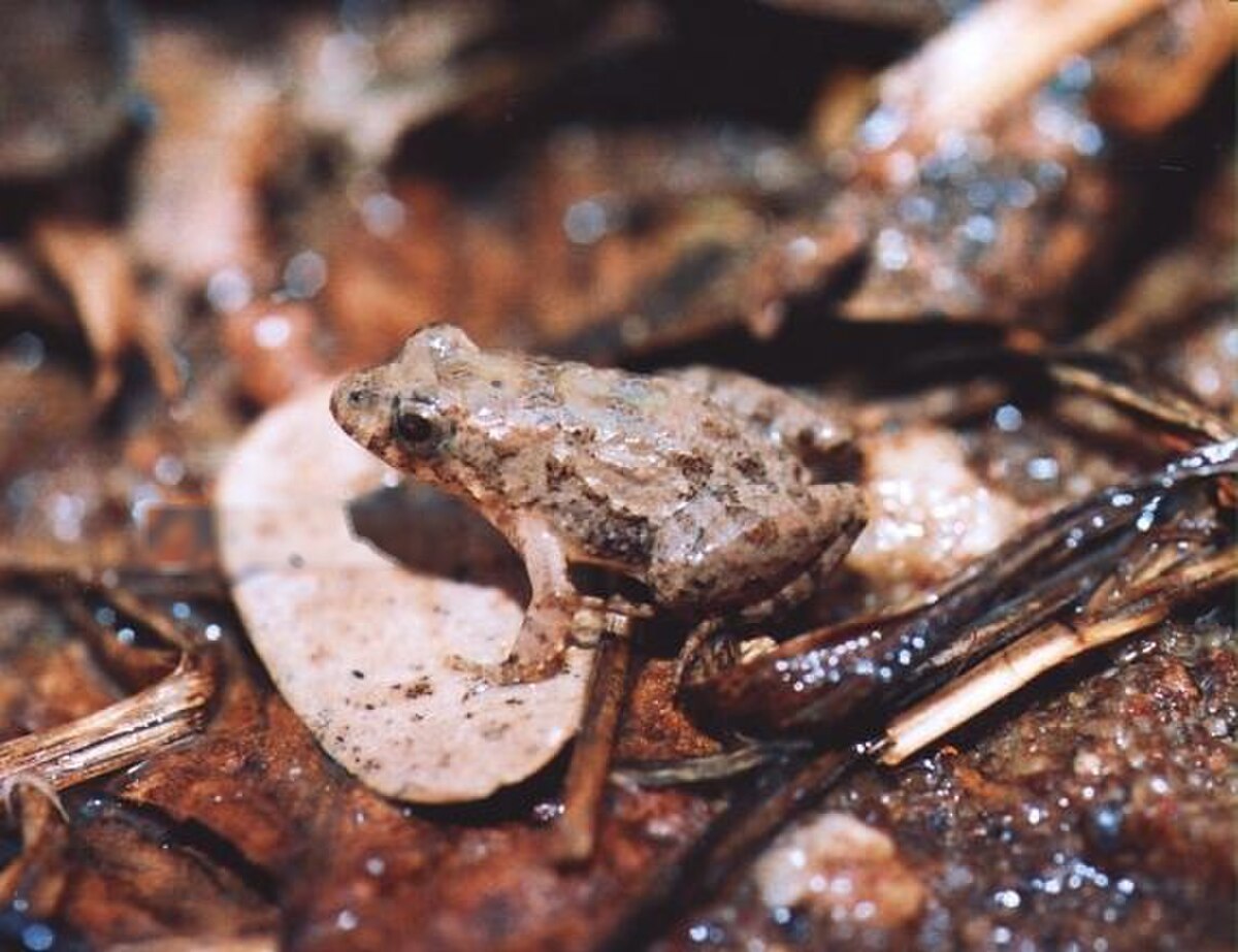 Pseudopaludicola mystacalis