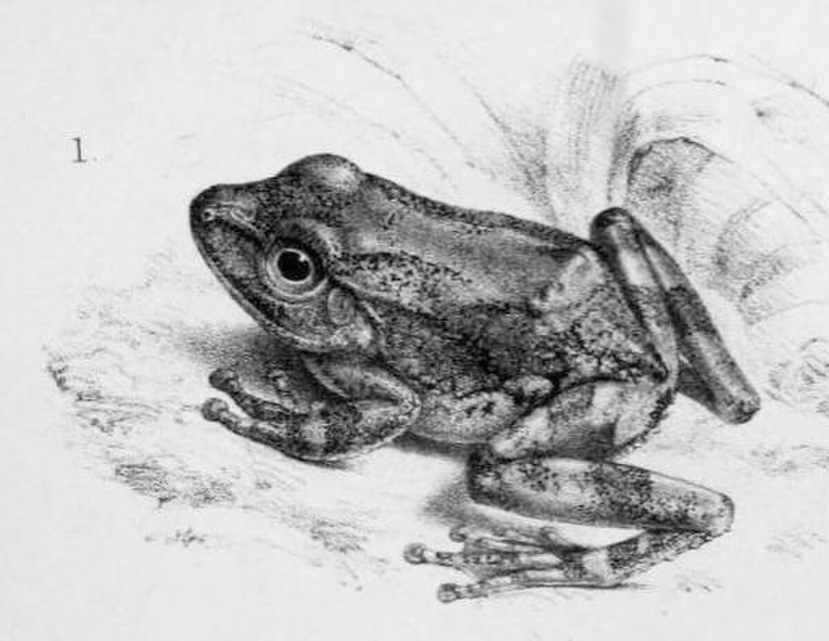 Pseudophilautus cavirostris