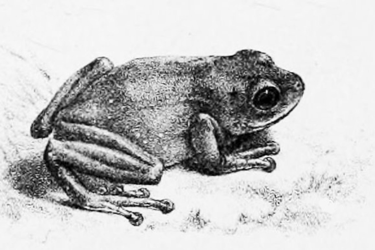 Pseudophilautus chalazodes