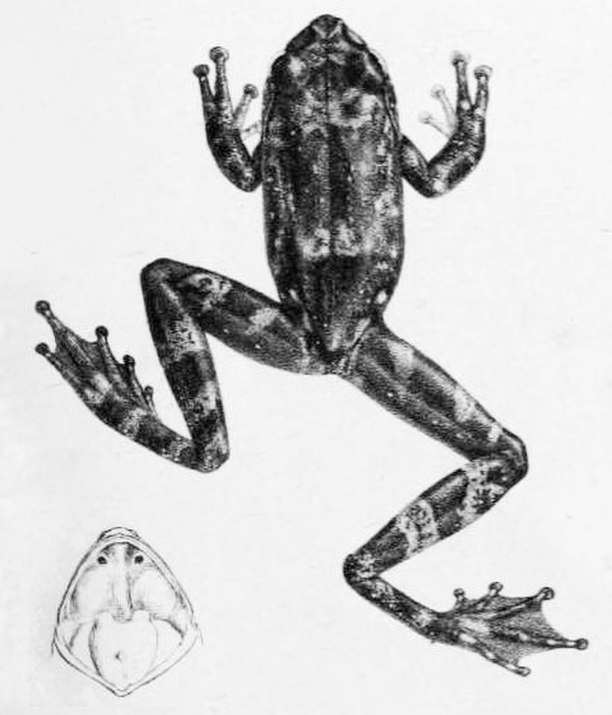Pseudophilautus macropus
