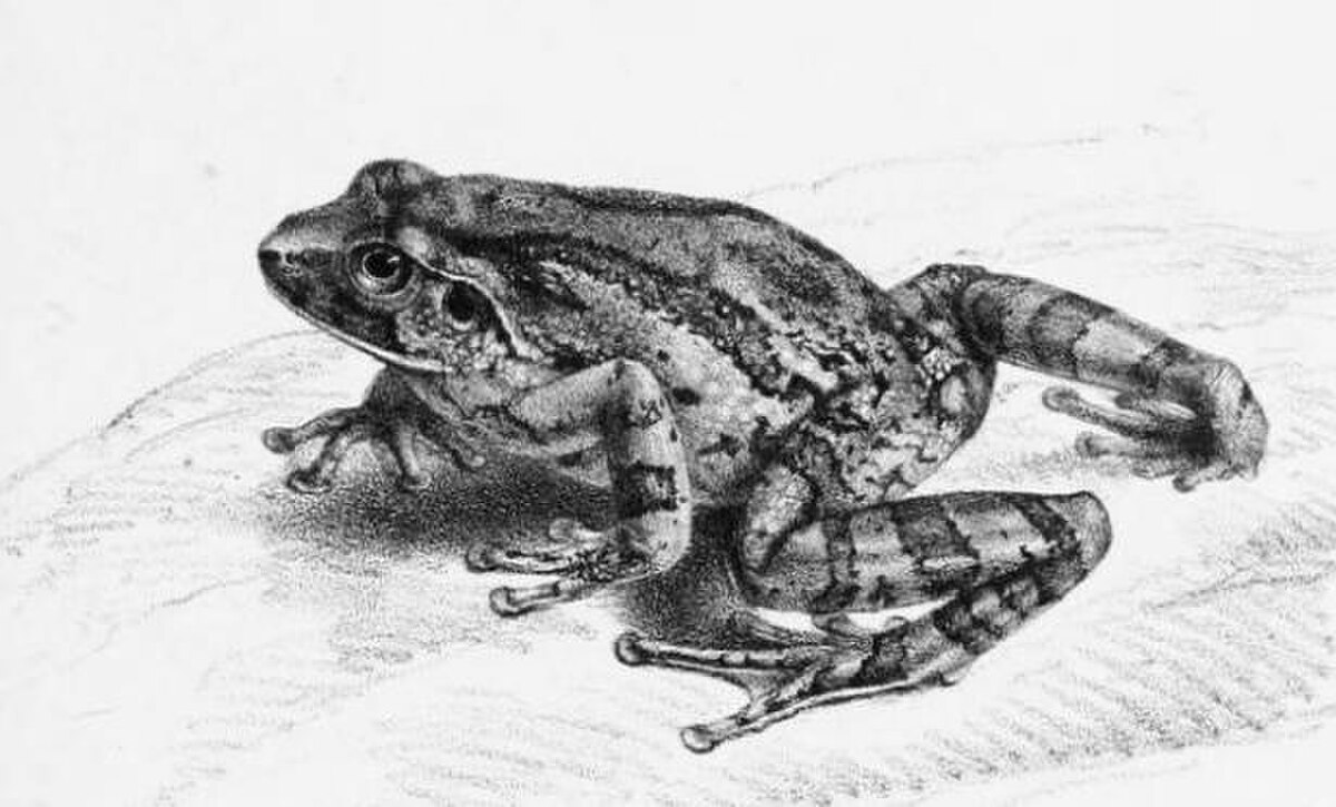 Pseudophilautus microtympanum