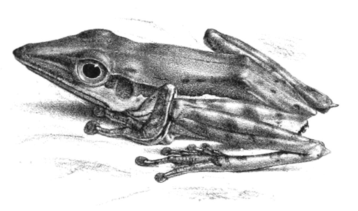 Pseudophilautus nasutus