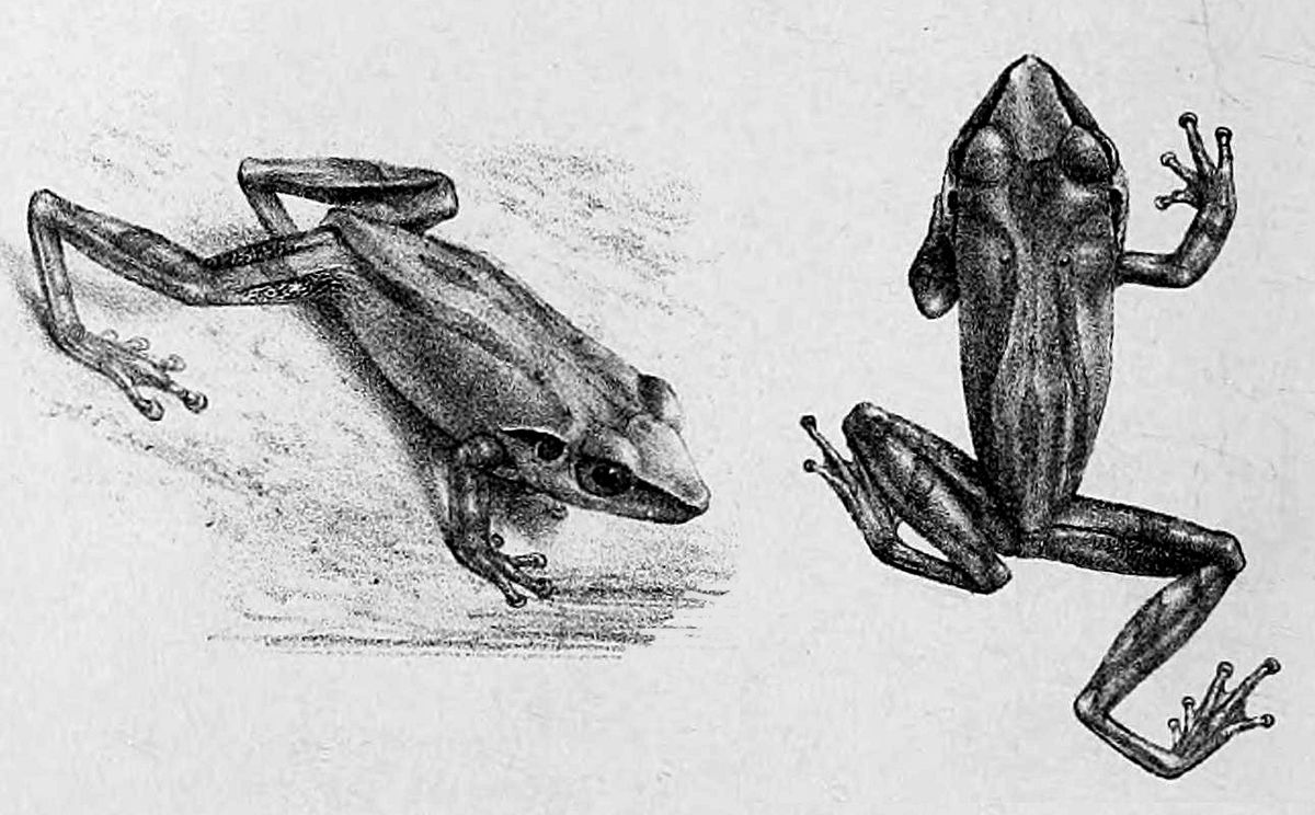 Pseudophilautus stictomerus