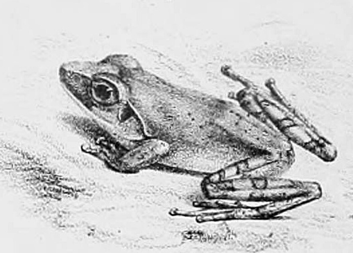Pseudophilautus temporalis