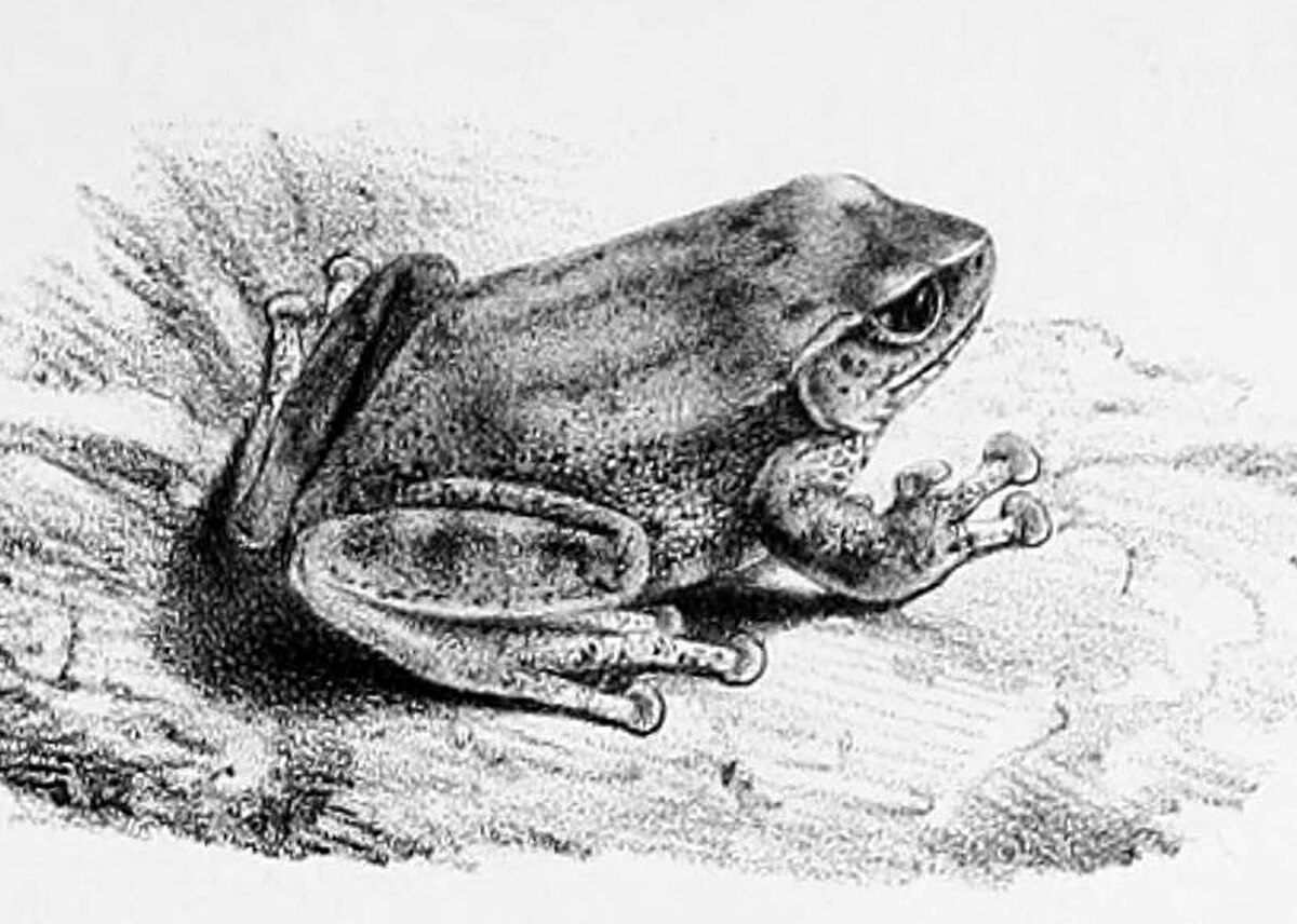 Pseudophilautus variabilis