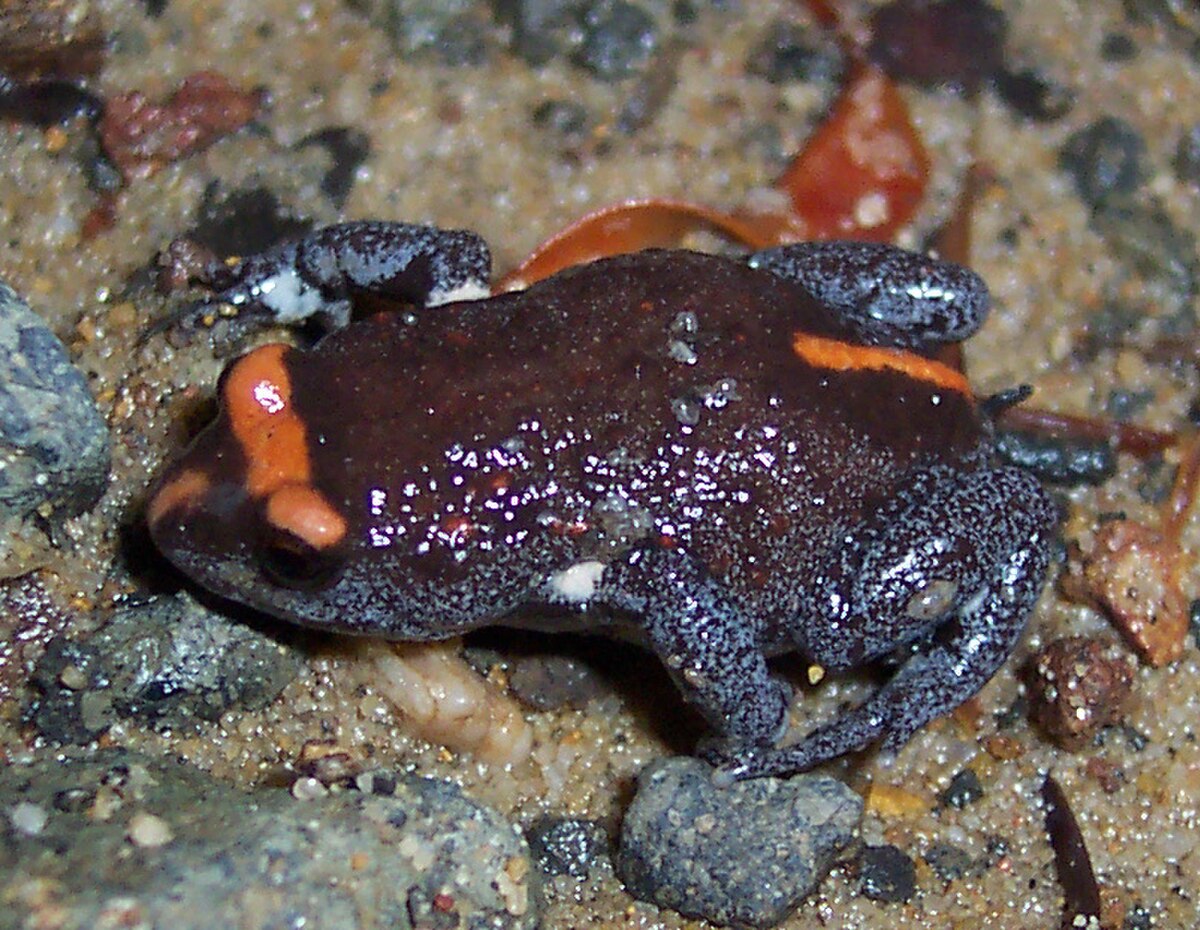 Pseudophryne australis