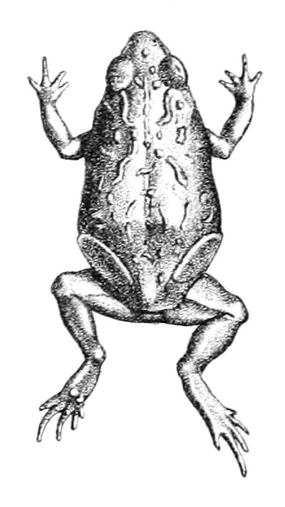 Pseudophryne guentheri