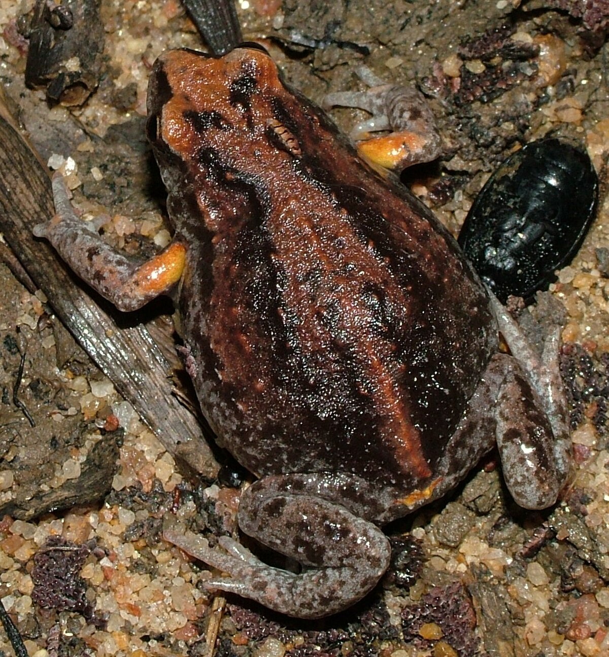 Pseudophryne