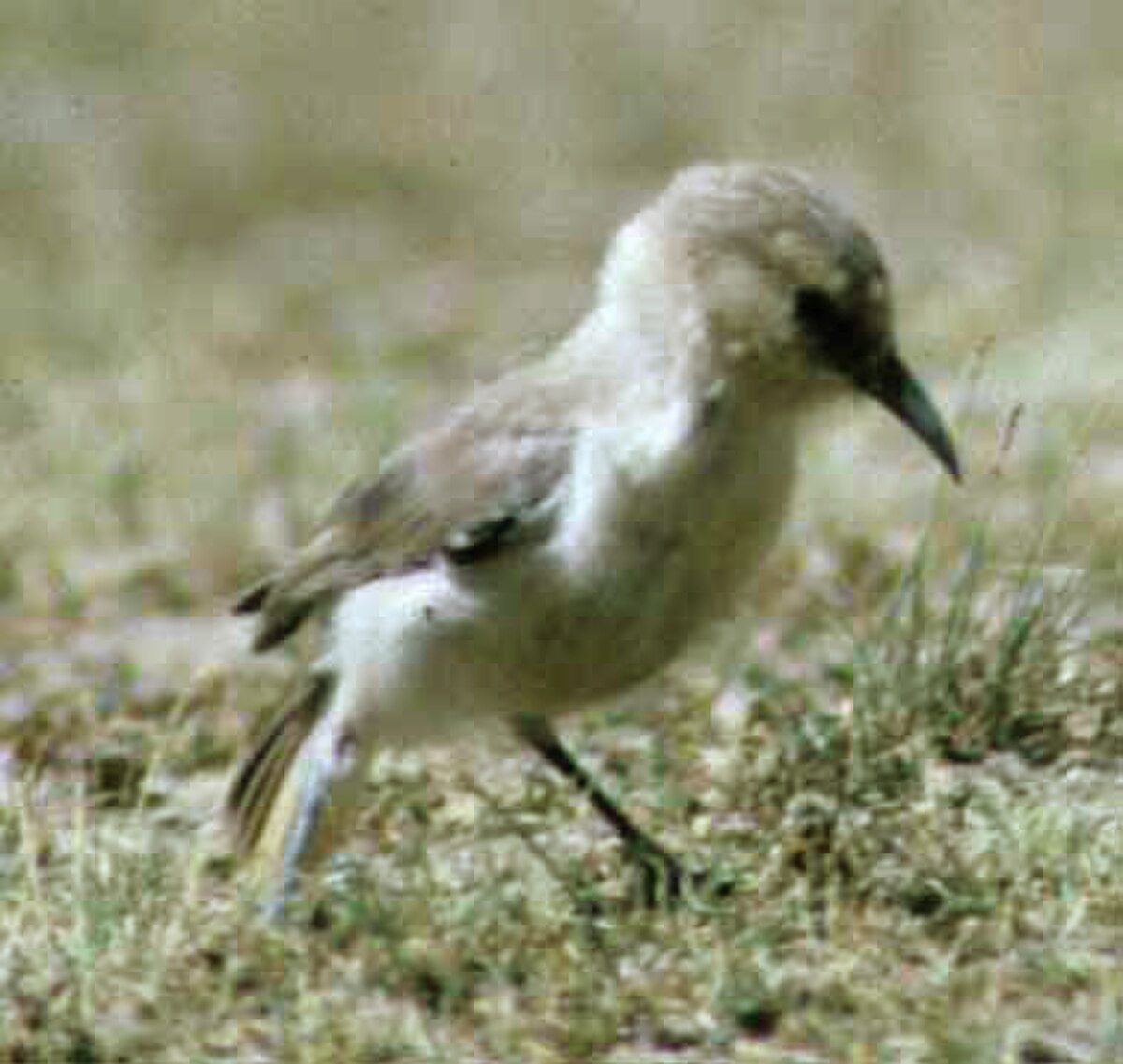 Mésange de Hume