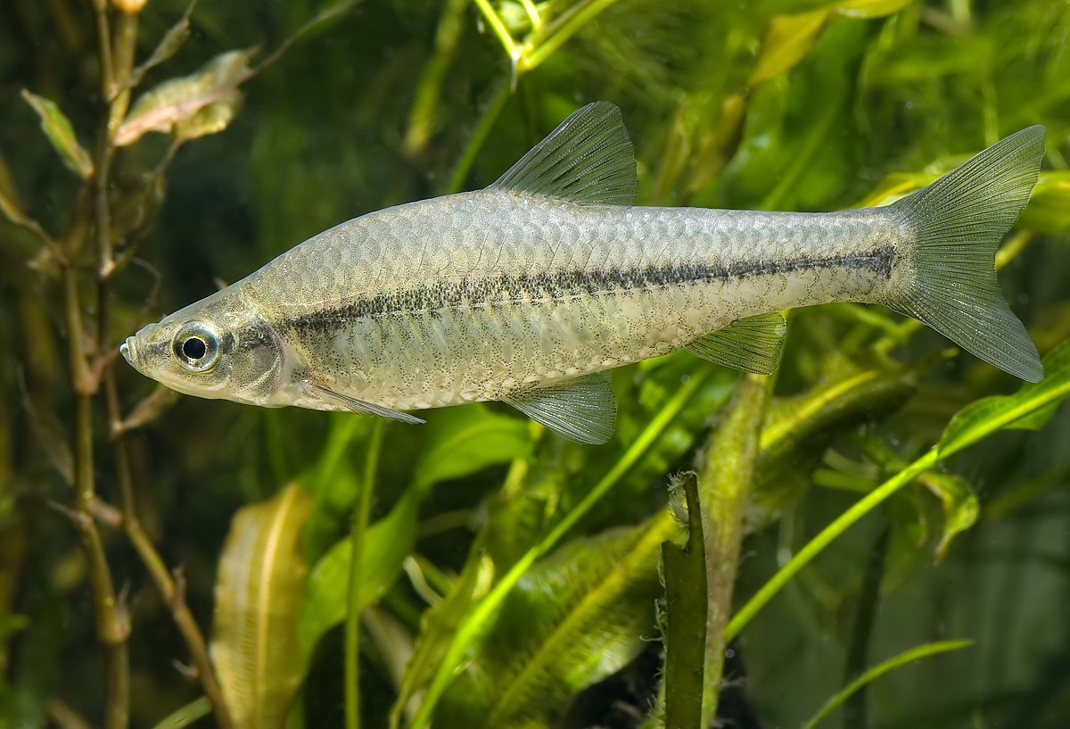 Pseudorasbora parva.jpg