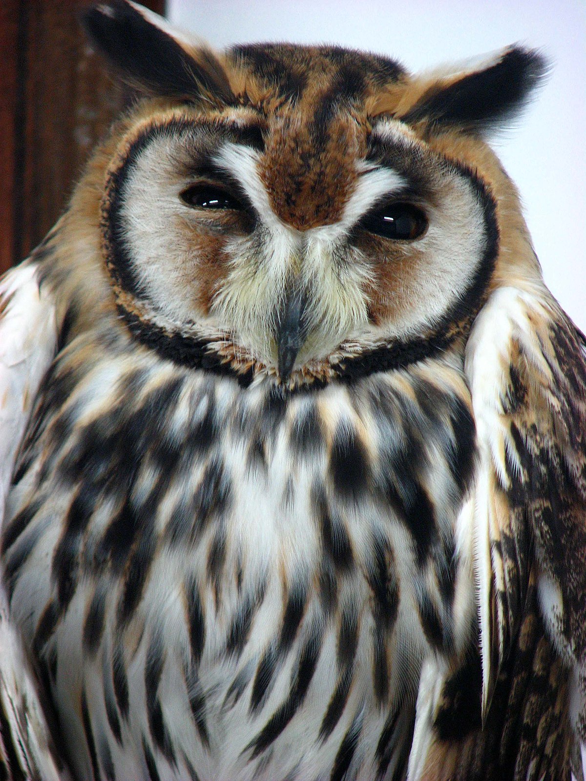 Hibou strié