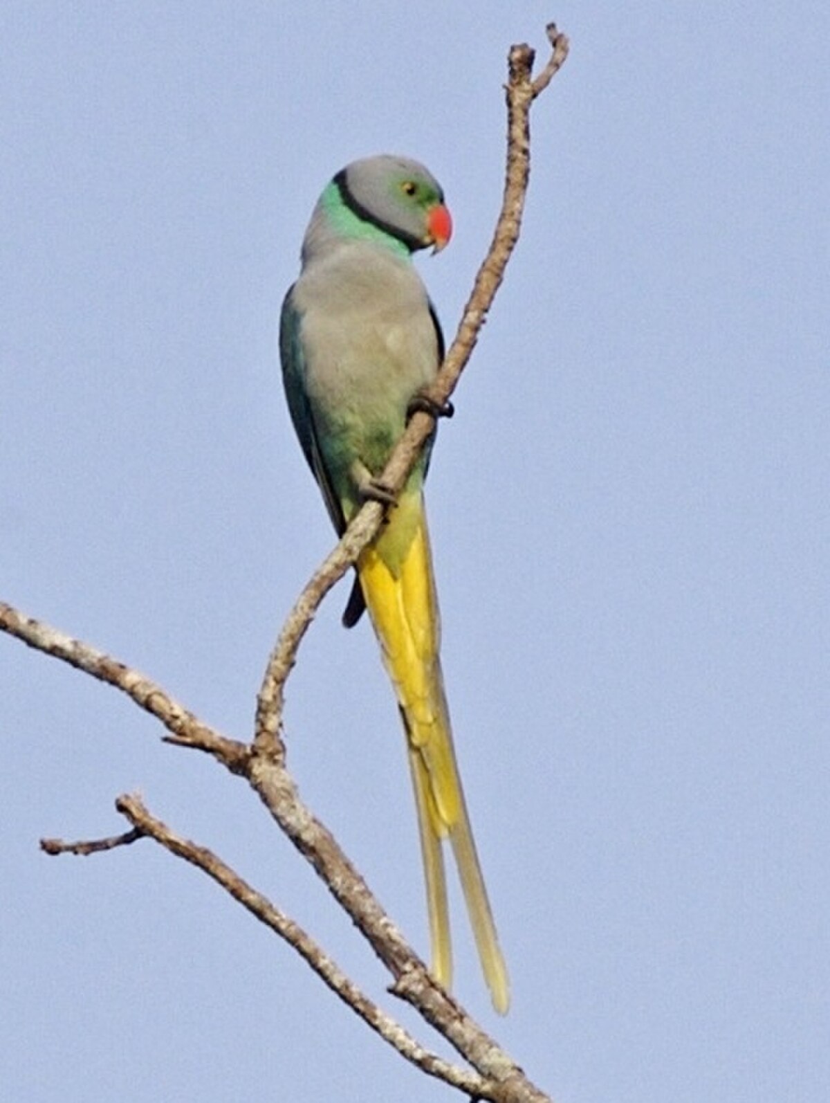 Perruche de Malabar