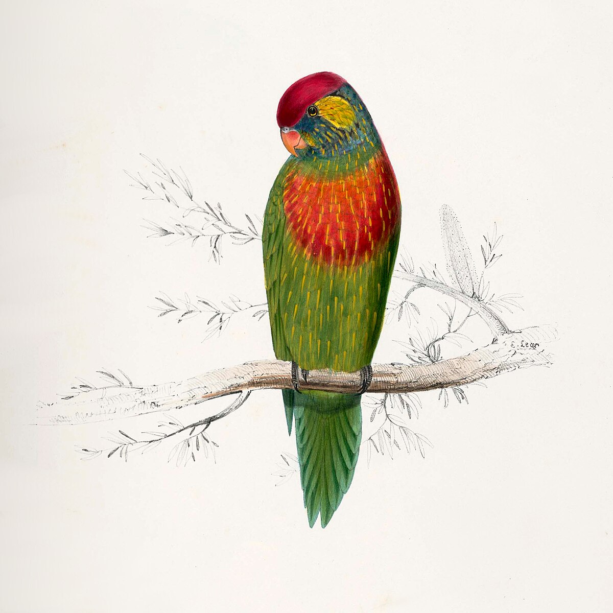 Loriquet versicolore
