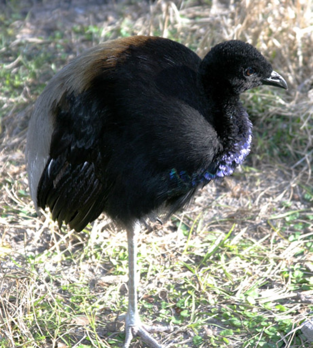 Psophiidae