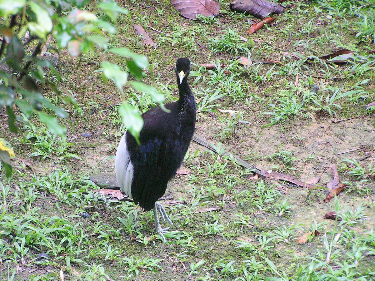 Agami à ailes blanches