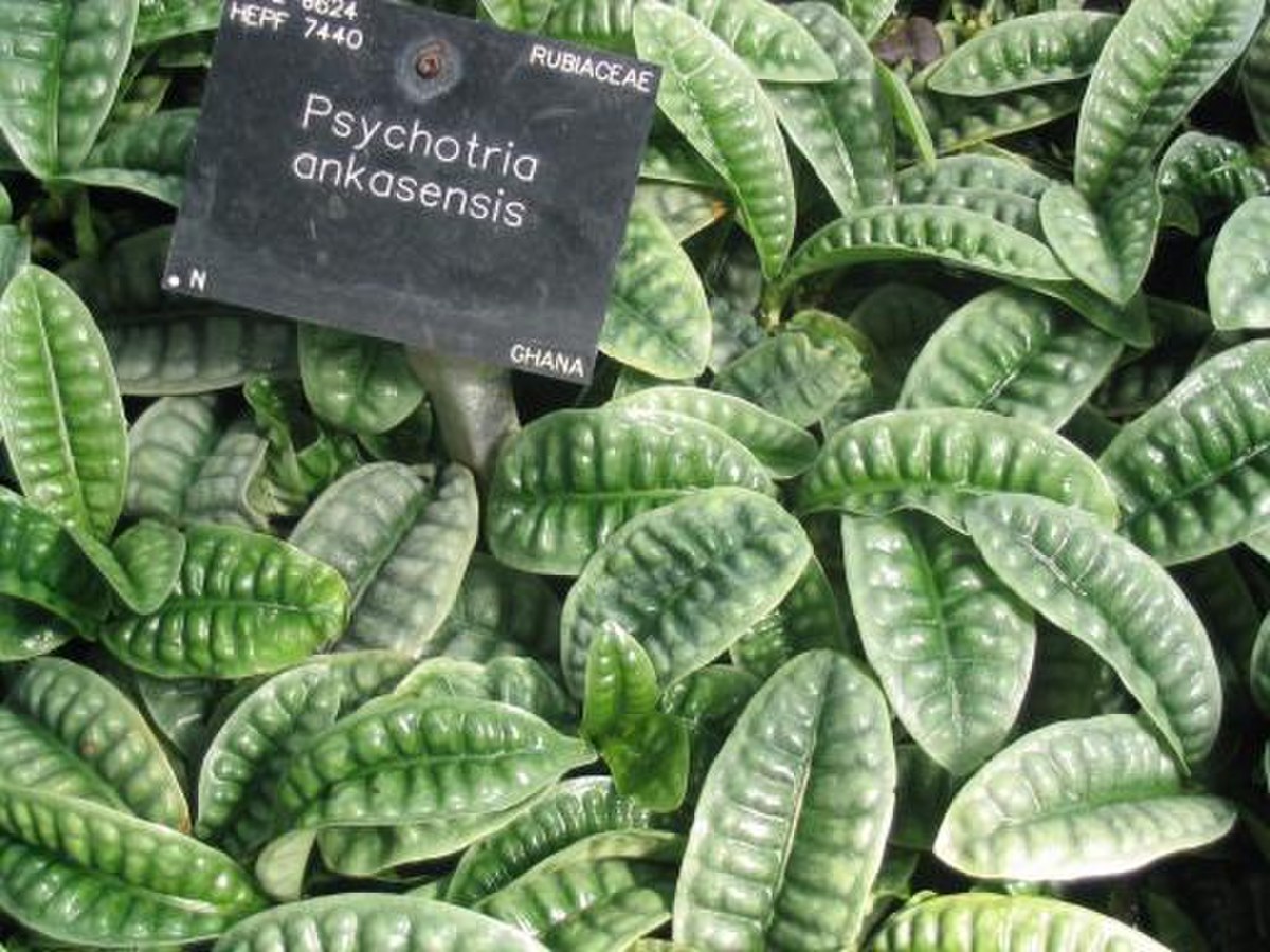 Psychotria