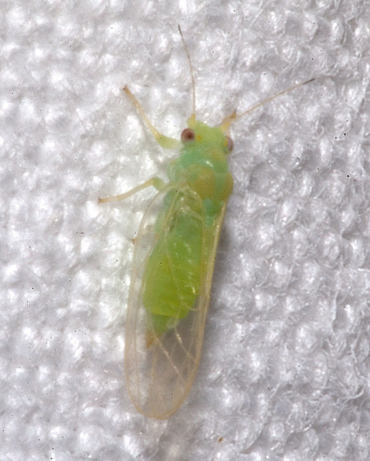 Psyllidae