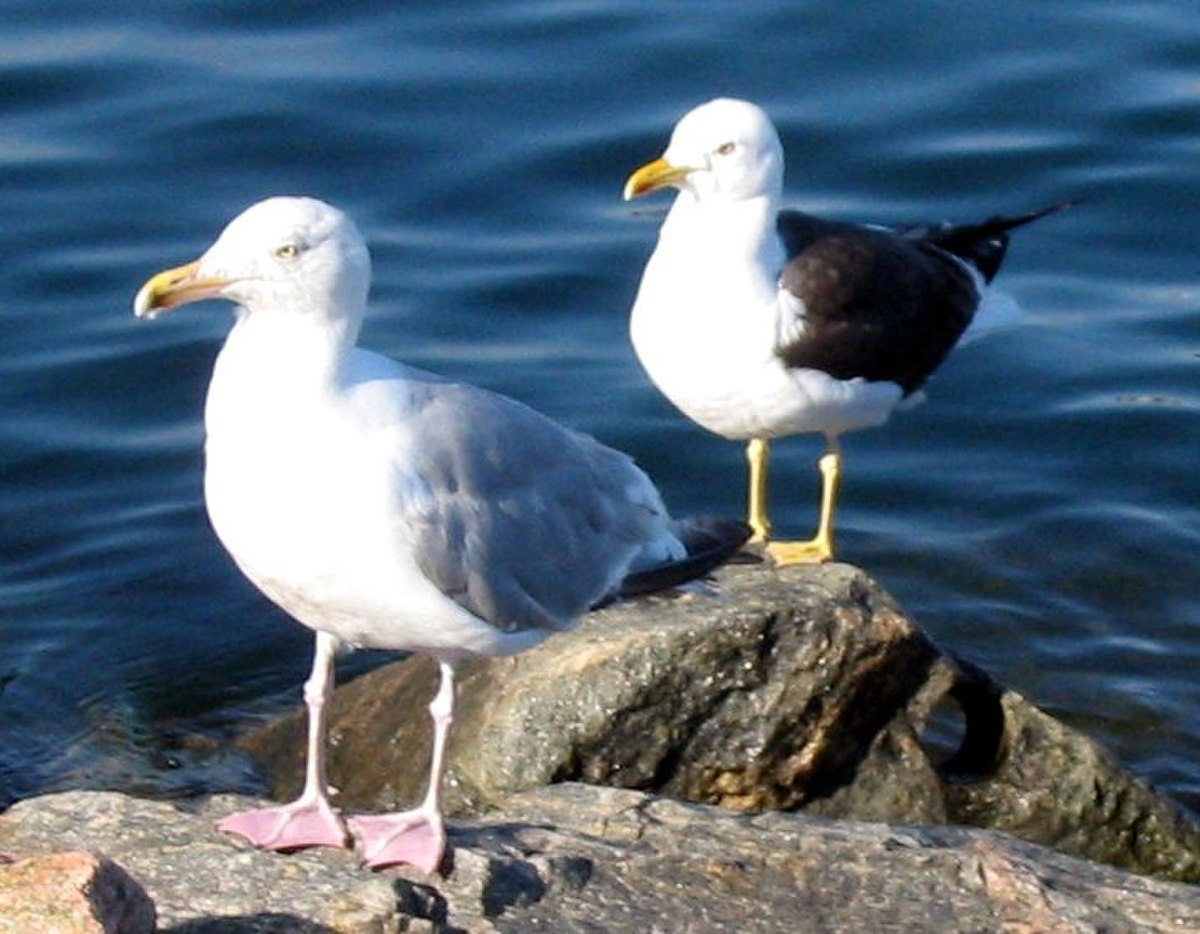 Larus fuscus fuscus Au second plan