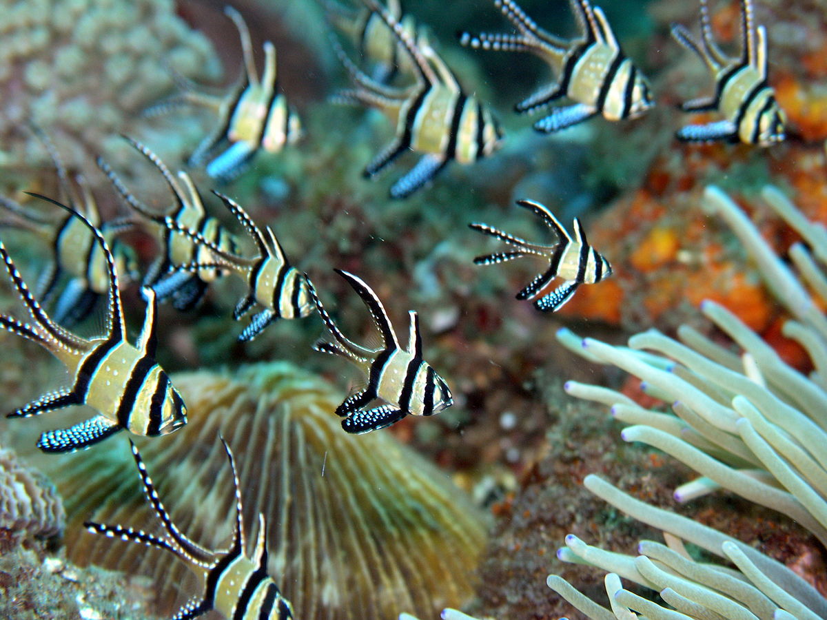 Pterapogon kauderni5.JPG