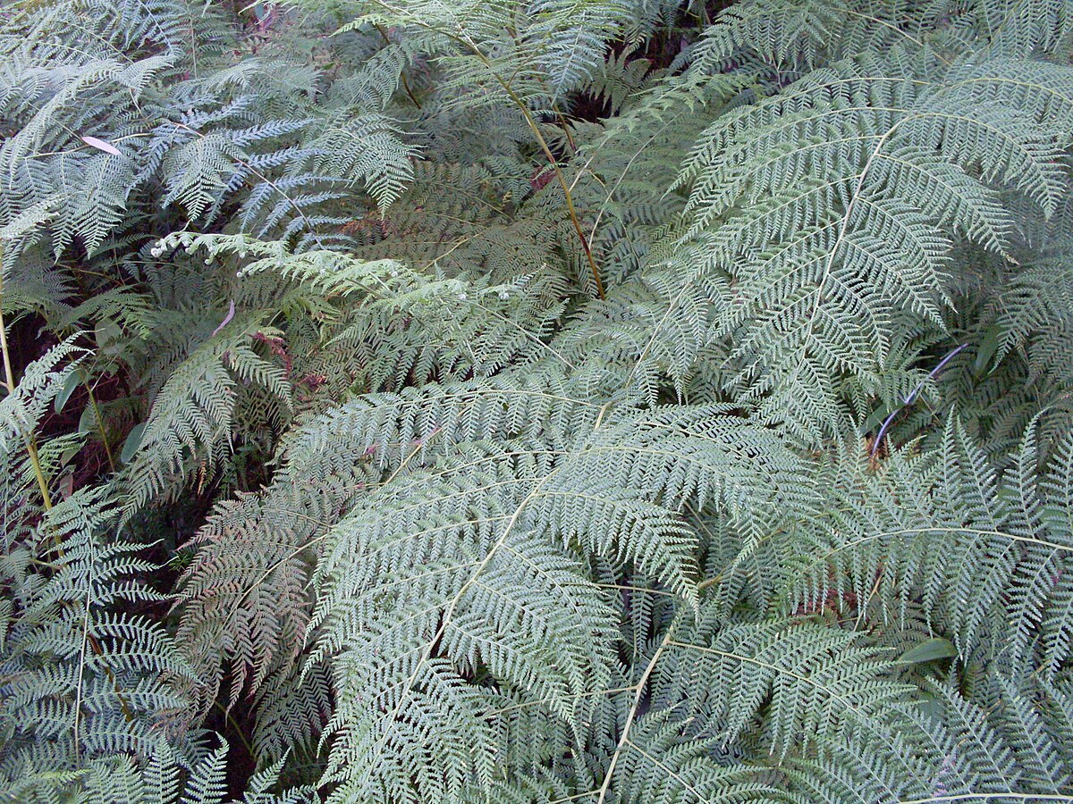 Pteridium esculentum
