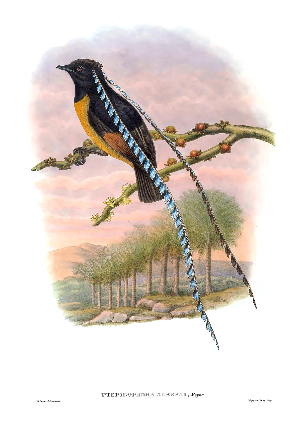 Paradisier du Prince Albert