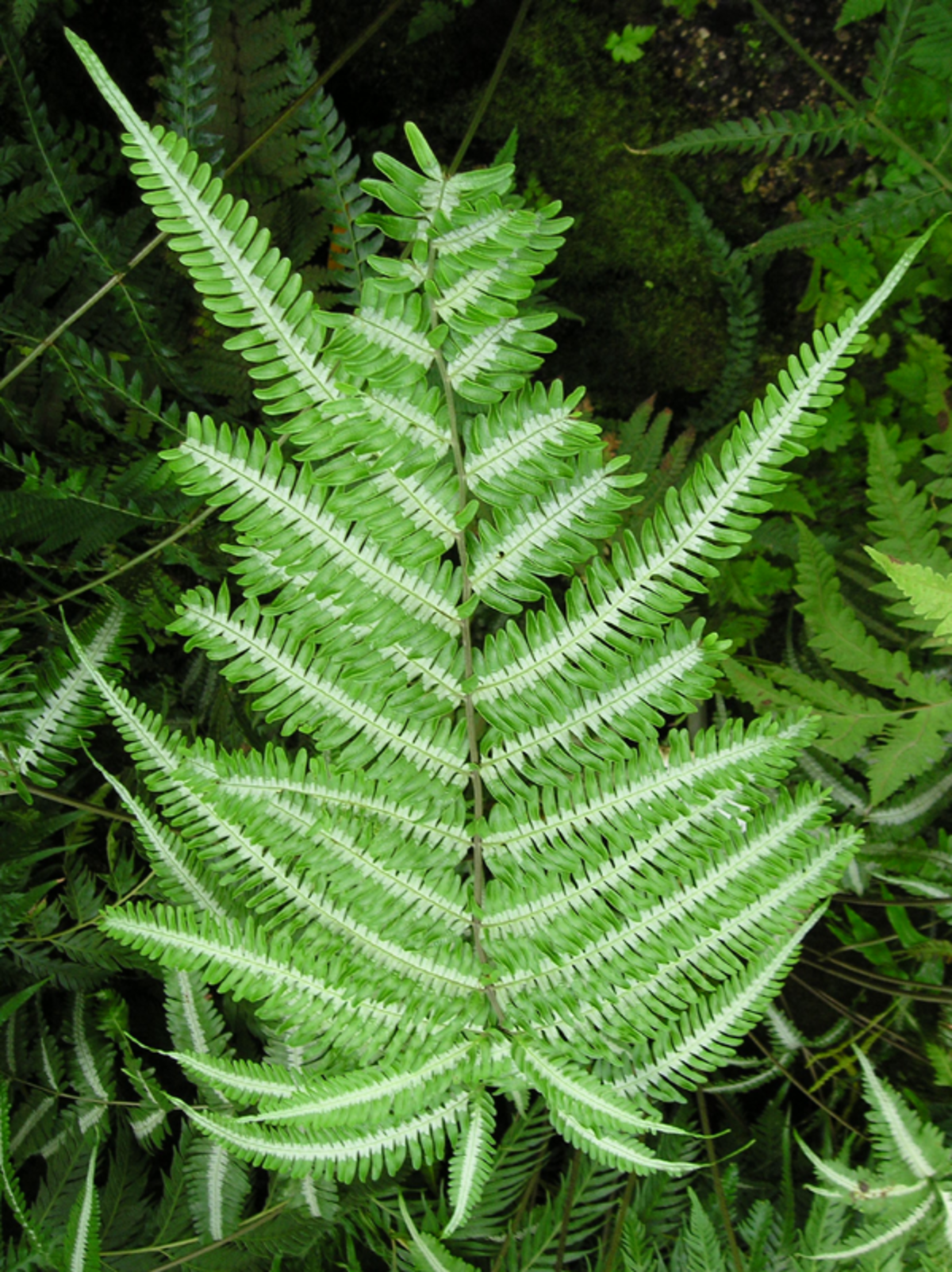 Pteridaceae