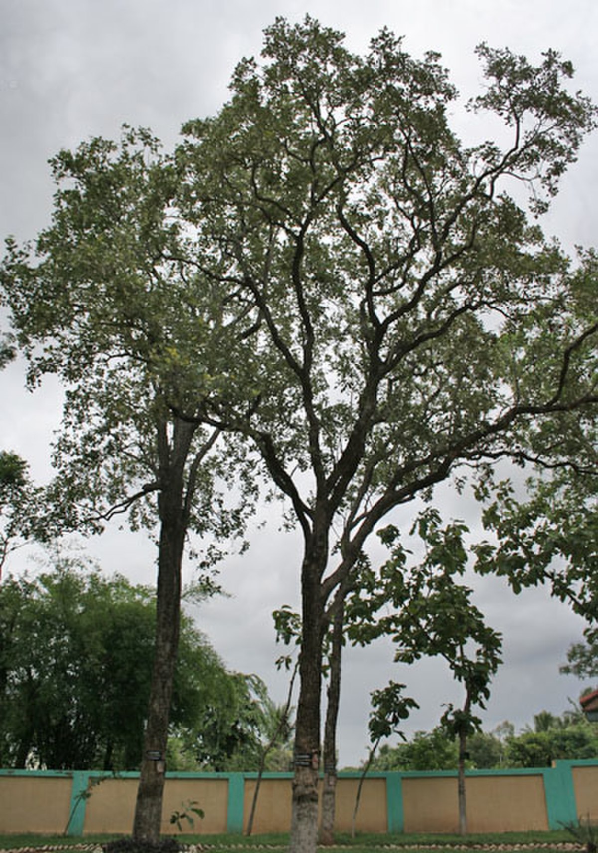 Pterocarpus
