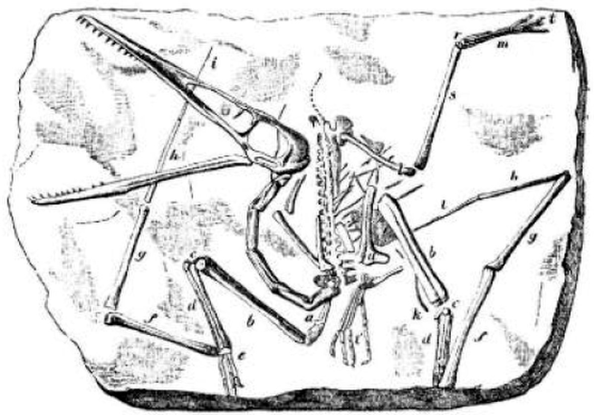 Pterosauria