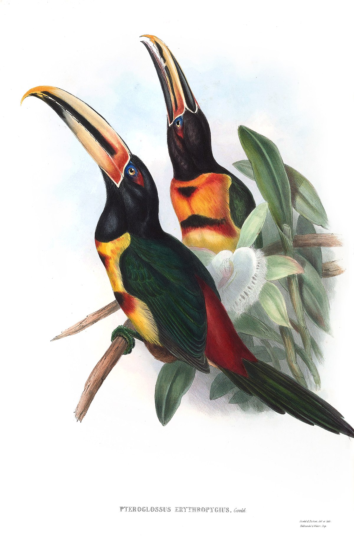 Pteroglossus